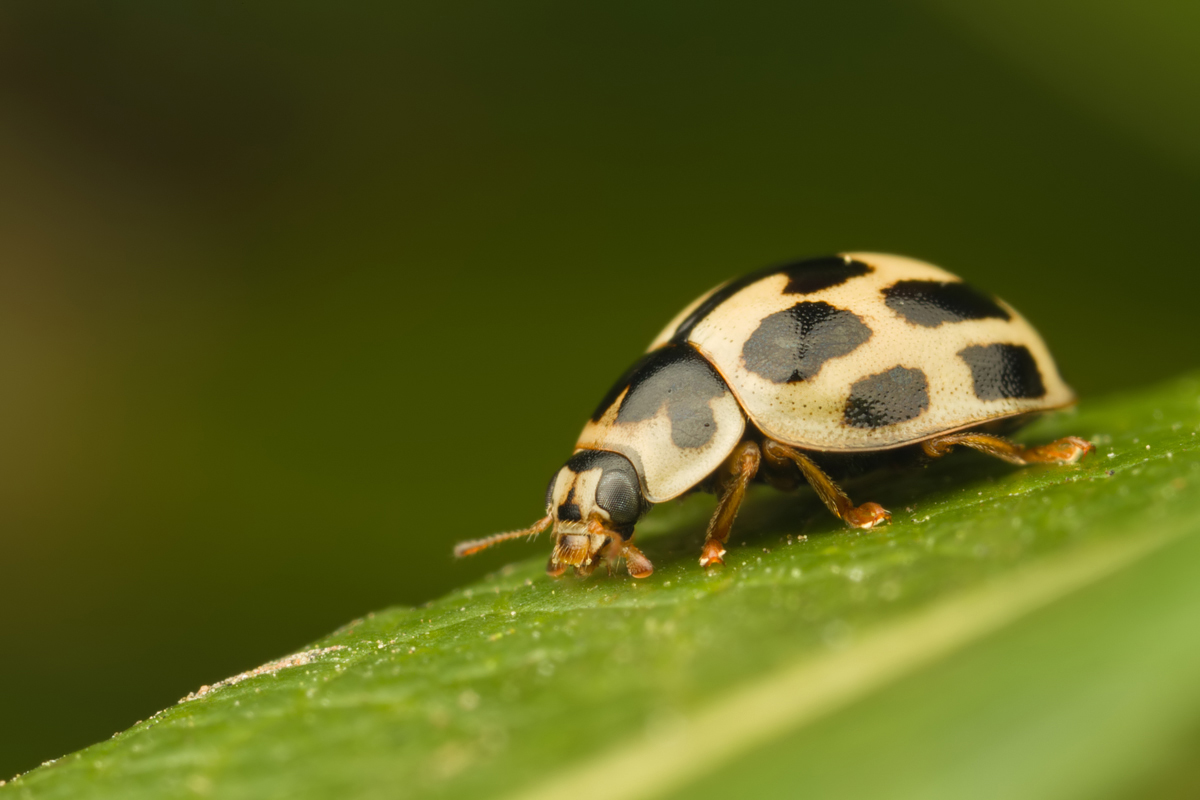 Fourteen Spot Ladybird